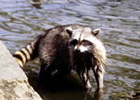 Raccoon