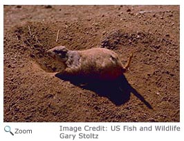 Black-tailed Prairie Dog