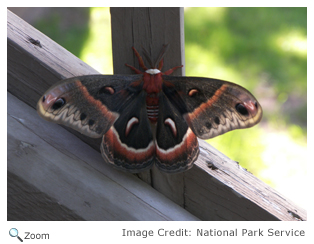 Cecropia Moth