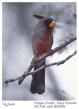 Pyrrhuloxia