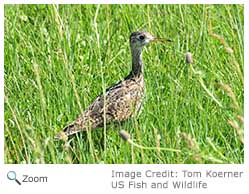 Upland Sandpiper