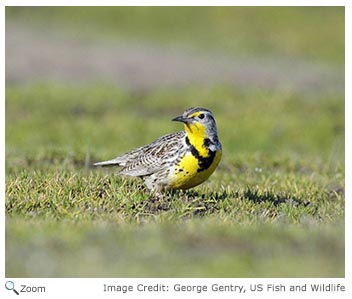 Western Meadowlark