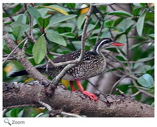 African Finfoot