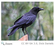 American Crow