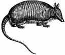 armadillo