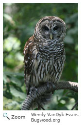 Barred Owl