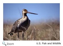 bar-tailed godwit