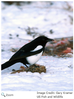 Black Billed Magpie