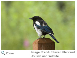 Black Billed Magpie