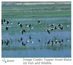 Black Brant