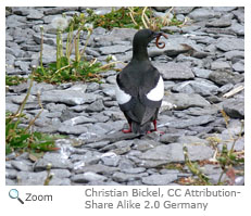 Black Guillemot