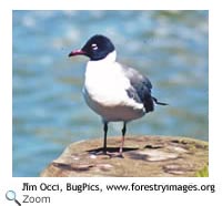 black headed gull