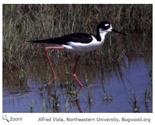 Jacana