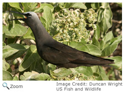 Black Noddy