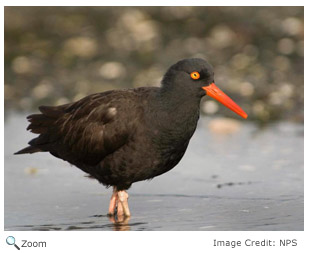 Black Oystercatcher