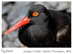 Black Oystercatcher