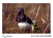 black turnstone