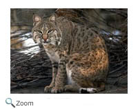 Bobcat