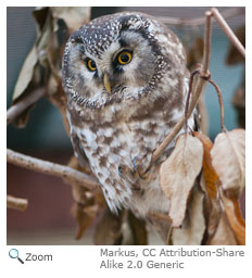 Boreal Owl