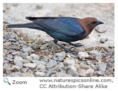 Brown-headed Cowbird