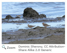 Buff-breasted Sandpiper