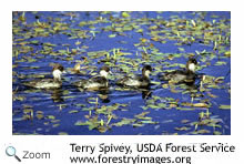 Bufflehead