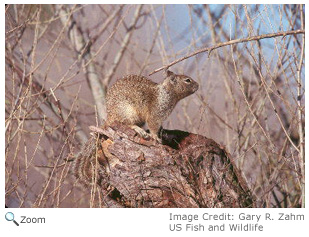 California Ground Squirrel