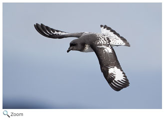 Cory's shearwater