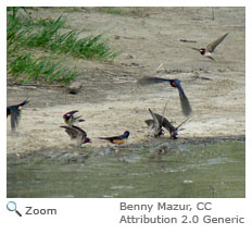 Cliff Swallow