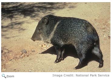 Collared Peccary