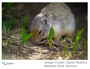 Columbian Ground Squirrel