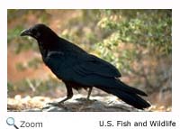 Common Raven