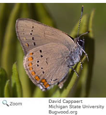 Coral Hairstreak