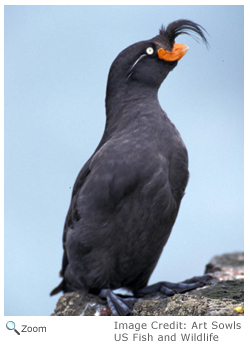 Crested Auklet