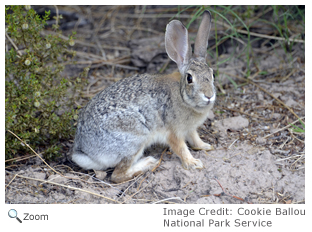 Desert Cottontail