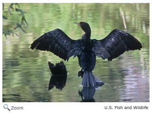 Double Crested Cormorant