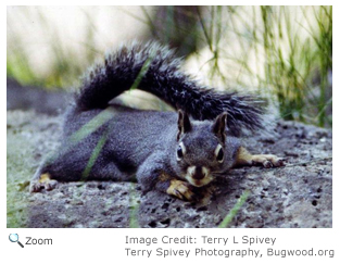 Douglas Squirrel