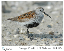 Dunlin