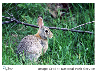 Eastern Cottontail