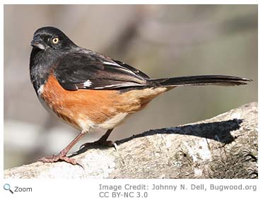 Eastern Towhee