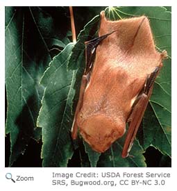 Eastern Red Bat