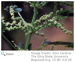 European Stinging Nettle