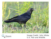 Fish Crow