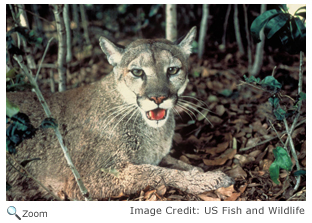 Florida Panther