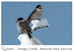 Gray Jay