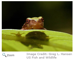 gray treefrog