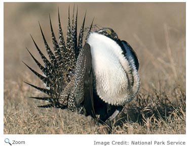 Greater Sage Grouse