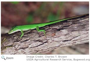 Green Anole