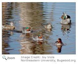 Green-winged Teal