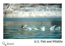 Harlequin Duck